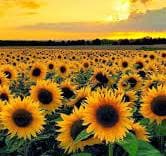 پیش دبستانی گلدونه ها کلاس گل آفتابگردان