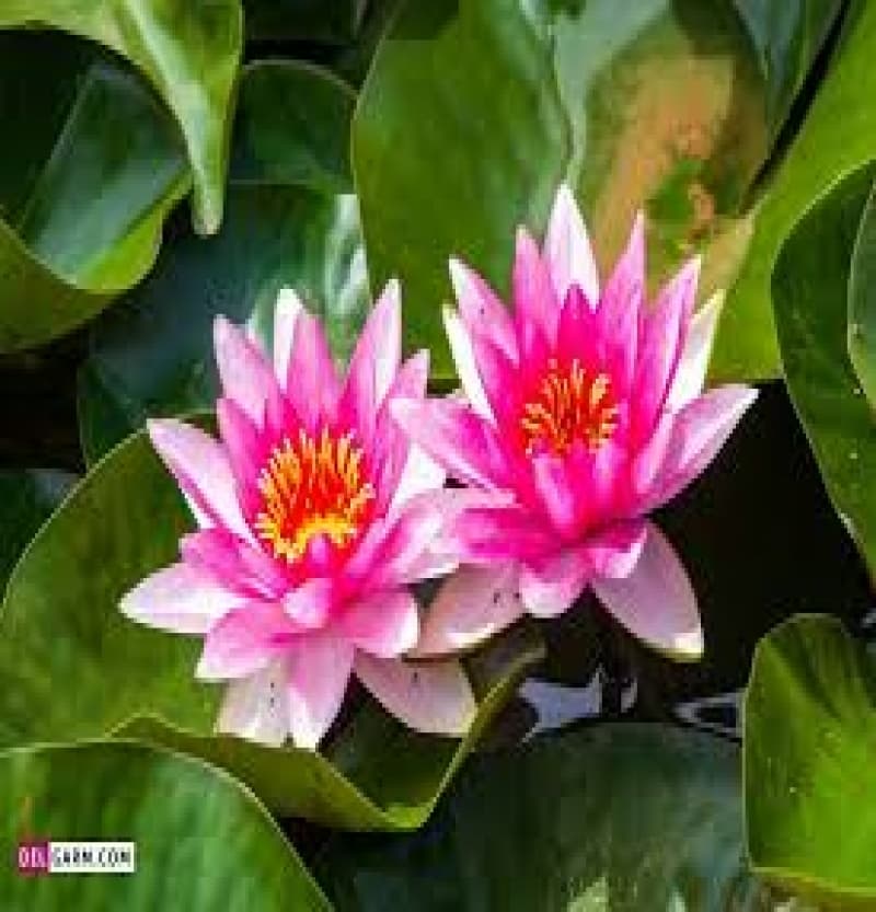 پیش دبستانی گلدونه ها کلاس گل نیلوفر