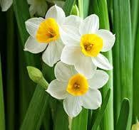 پیش دبستانی گلدونه ها کلاس گل نرگس