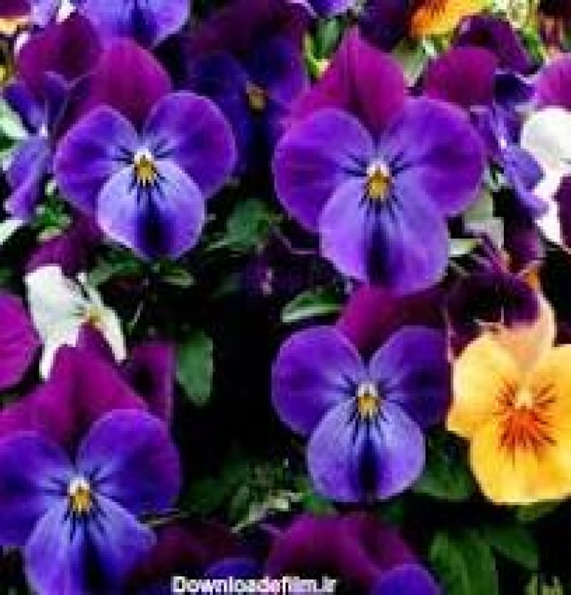 پیش دبستانی گلدونه ها کلاس گل بنفشه